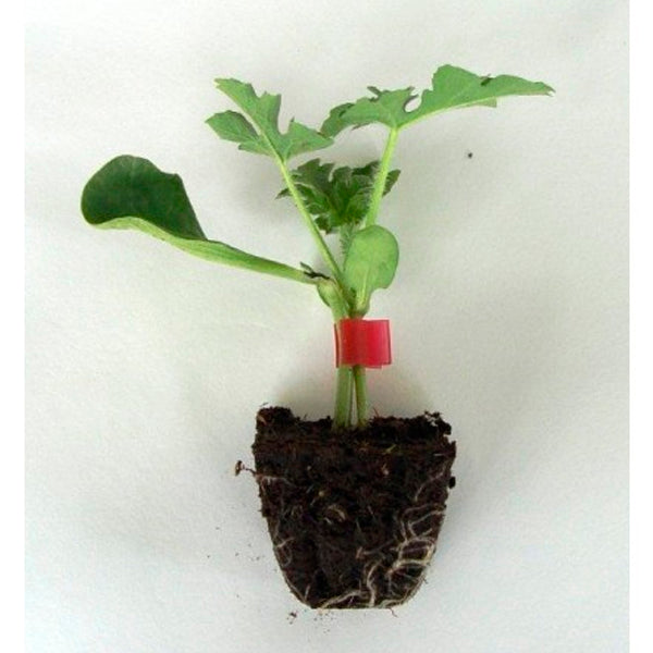 Plante de pastèque greffée